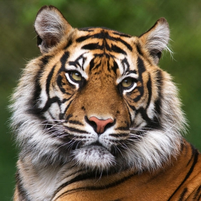global-tiger-day-600x600_1519594948.jpg